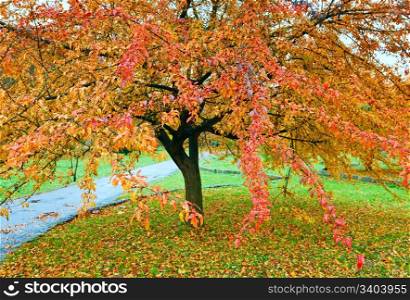 Big tree with red and yellow foliage in golden autumn city park