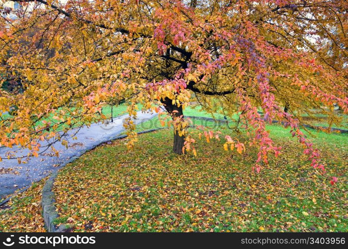 Big tree with red and yellow foliage in golden autumn city park