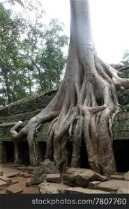 Big tree with roots and temple Ta Prom, Angkor, Cambodia