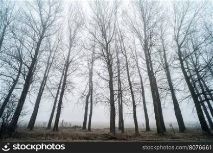 Big Trees in fog. Forest and fog