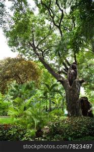 Big trees in the park. Trees of various sizes and types. Decorative plant in gardens.