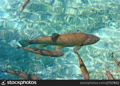 Big trout swimming in crystal clear water of Plitvice Lakes