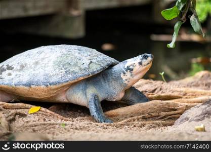 Big turtle. Adult female flatback sea turtle