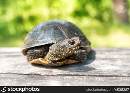 Big turtle on old wooden desk with sunny grass on background