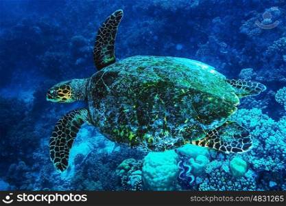 Big turtle swimming undersea, beautiful exotic water animal, wonderful marine life, summer travel and vacation concept