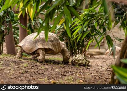 Big turtle walking in a prehistoric jungle