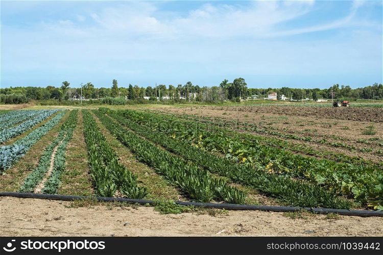 Big vegetable plantation. Industrial plantation with green plants in rows. Variety of vegetables in farm.