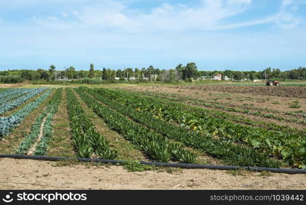 Big vegetable plantation. Industrial plantation with green plants in rows. Variety of vegetables in farm.