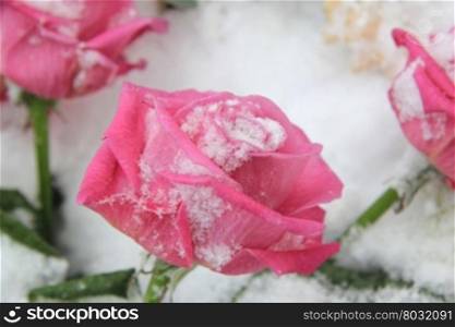 Big vivid pink rose in the snow