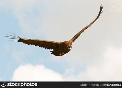 Big vulture in flight with a cloudy sky of background