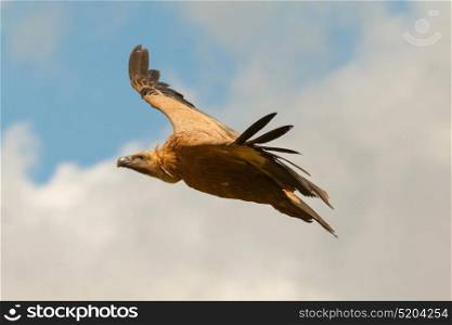 Big vulture in flight with a cloudy sky of background
