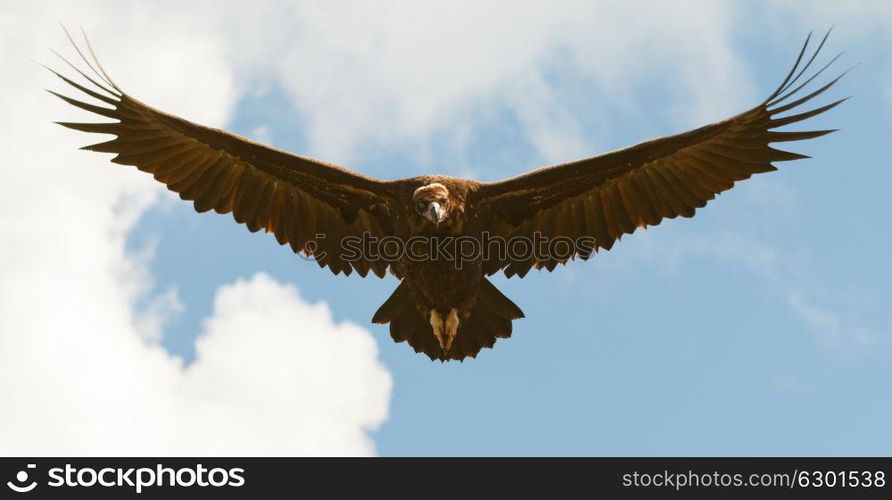 Big vulture in flight with a cloudy sky of background