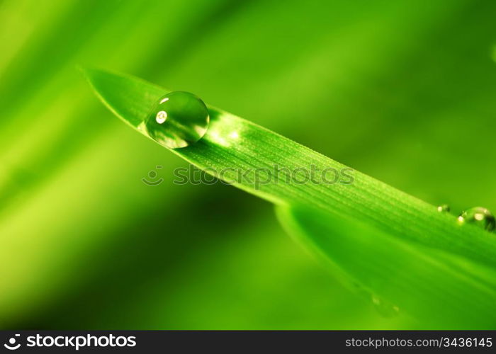 big water drop on grass blade