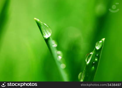 big water drop on grass blade