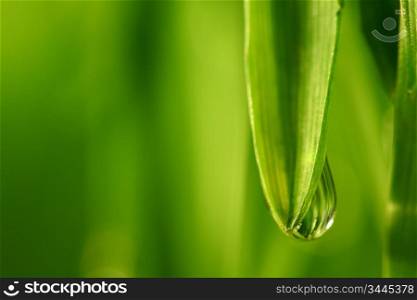 big water drop on grass blade