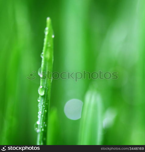 big water drop on grass blade