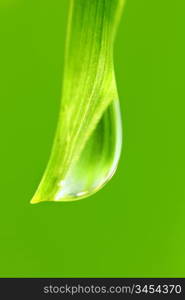 big water drop on grass blade