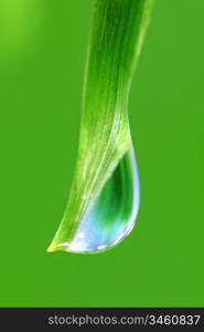 big water drop on grass blade