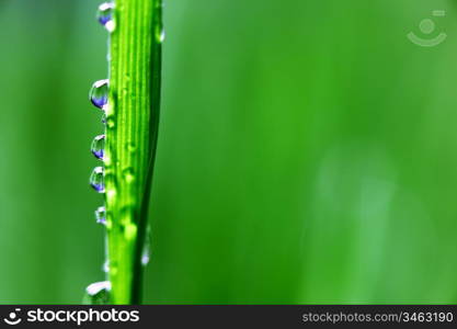 big water drop on grass blade