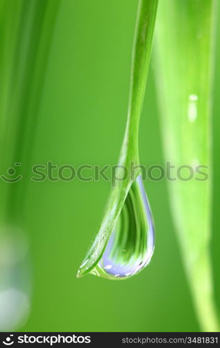 big water drop on grass blade