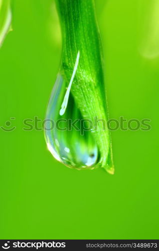 big water drop on grass blade