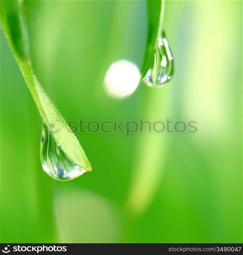 big water drop on grass blade