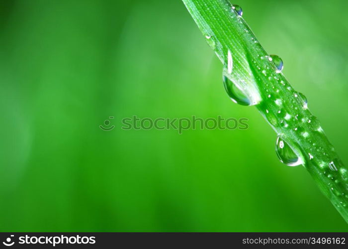 big water drop on grass blade