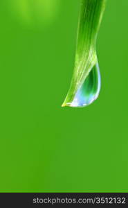 big water drop on grass blade