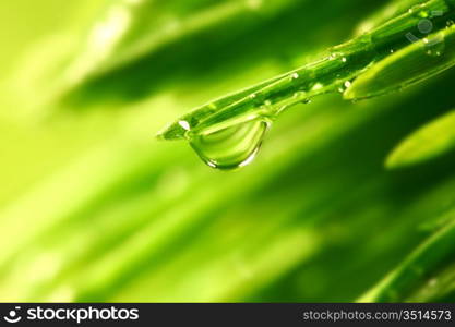 big water drop on grass blade