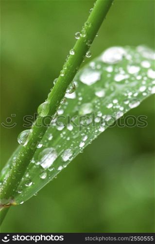 Big water drops on a green grass blade and stem, macro
