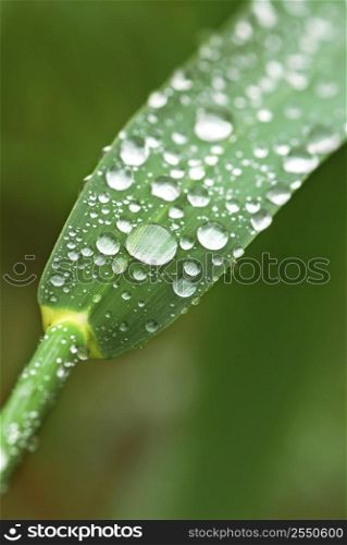 Big water drops on a green grass blade, macro