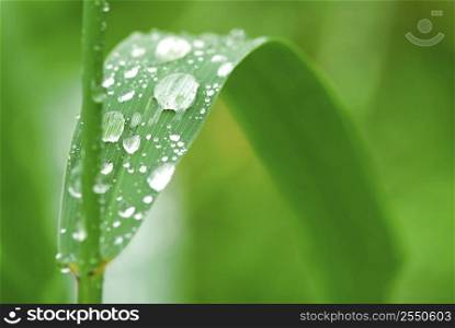 Big water drops on a green grass blade, macro