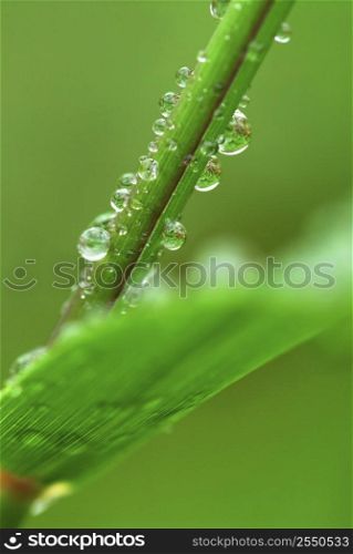 Big water drops on a green grass, macro