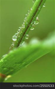 Big water drops on a green grass, macro