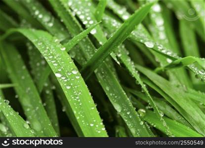 Big water drops on green grass blades, closeup