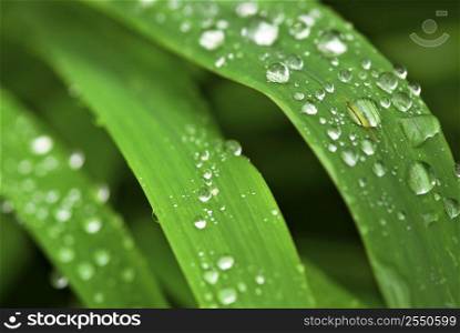 Big water drops on green grass blades, extreme macro