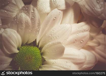 Big white chamomile photo, vintage close up background.