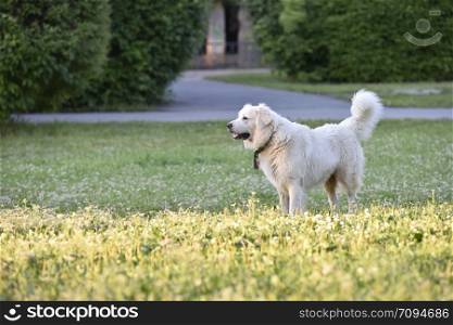 big white dog in the park on the grass