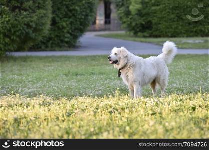 big white dog in the park on the grass