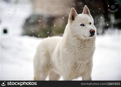 big white dog standing on snow. winter day
