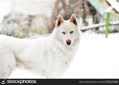 big white dog standing on snow. winter day