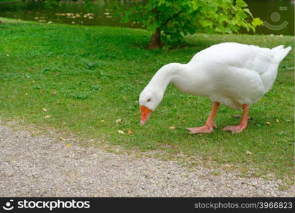 Big white goose in meadow