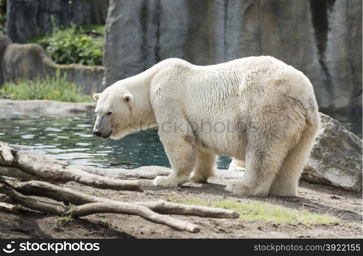 big white icebear near the water