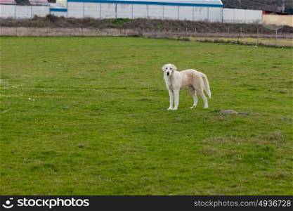 Big white Labrador dog guarding the farm