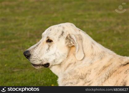 Big white labrador dog in the grass of the field