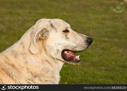 Big white labrador dog in the grass of the field