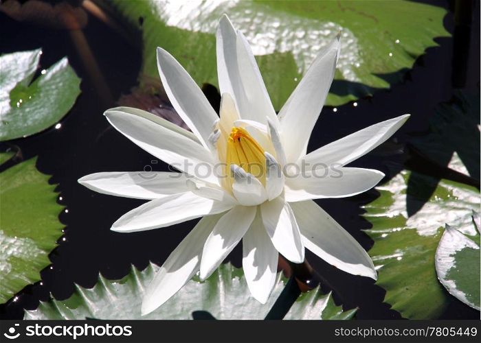 Big white lotus and green leaves in Fiji