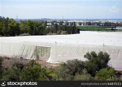 Big white plastic greenhouses and orchard in Israel