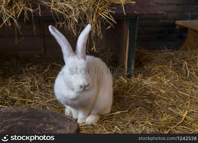 big white rabbit animal on straw in a petting zoo. big white rabbit animal on straw