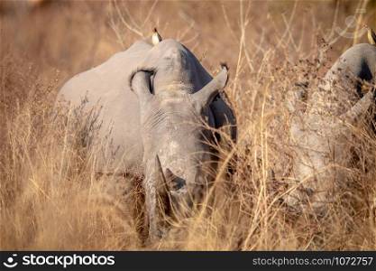 Big White rhino grazing in the high grass in the Welgevonden game reserve, South Africa.